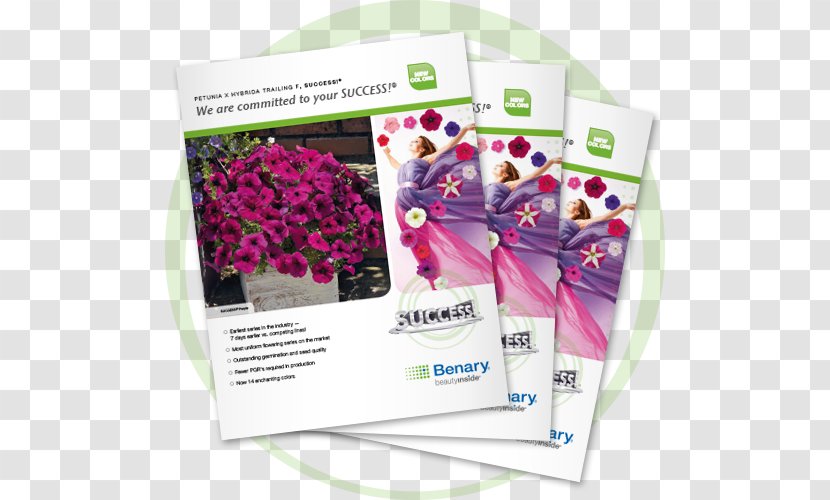 Text Brochure Catalog Flyer - Wax Begonia - Pentas Lanceolata Transparent PNG