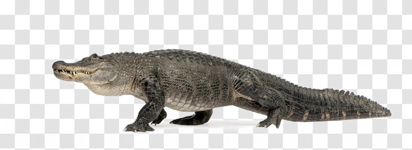 Alligator Turtle Crocodile Poster Wall - Ferocious Animal Pictures Transparent PNG