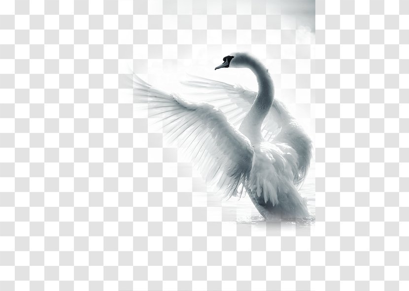 Paper The Demesne Of Swans Sherwin-Williams Advertising Paint - Tail - Swan Transparent PNG