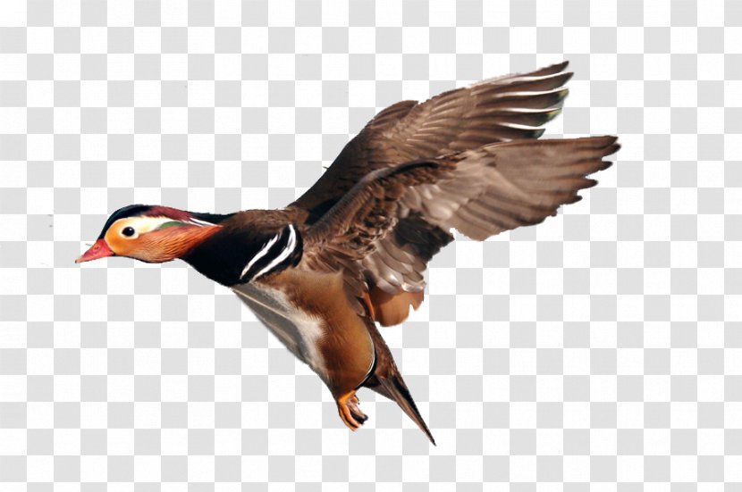 Mallard Mandarin Duck Bird - Fauna - Wings Transparent PNG