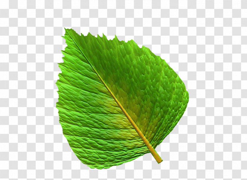 Leaf Chart Information Green Transparent PNG