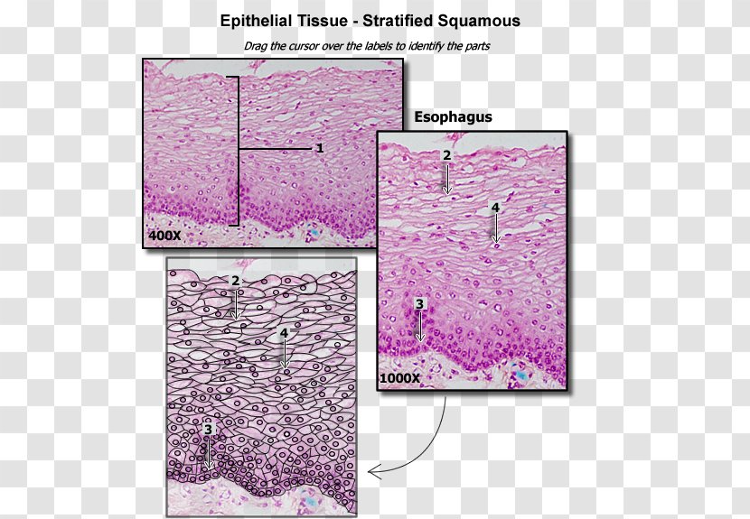 Stratified Squamous Epithelium Simple Cuboidal Columnar - Lilac - Human Tissue Transparent PNG