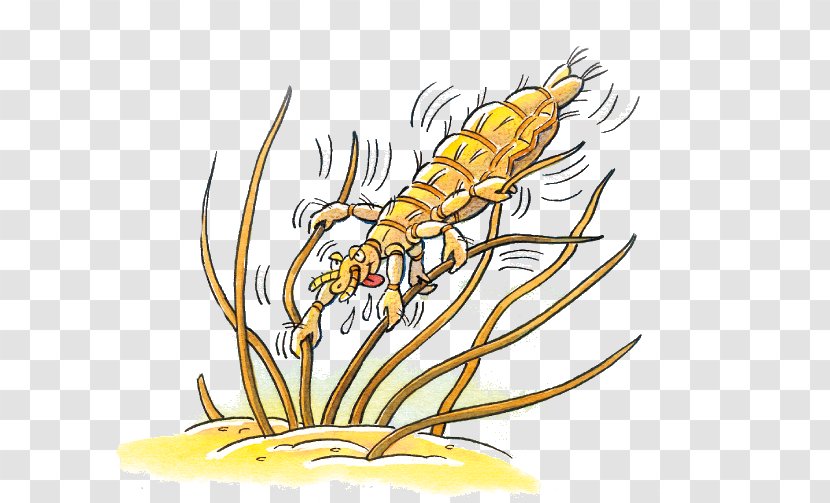 Head Louse Pediculosis Insect Hair - Pollinator Transparent PNG