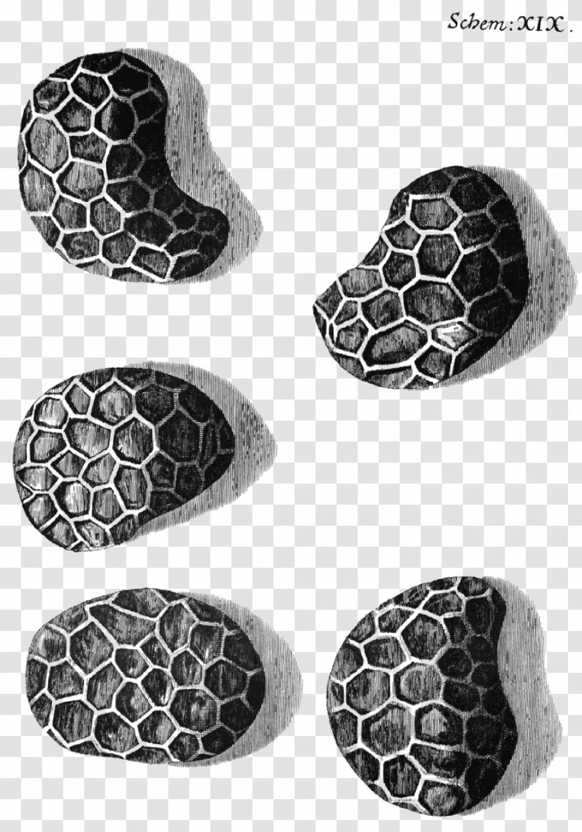 Micrographia Or Some Physiological Descriptions Of Minute Bodies Cell Freshwater Science Transparent PNG