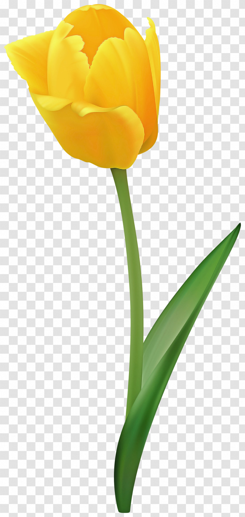Flower Tulip Yellow Petal Cut Flowers Transparent PNG
