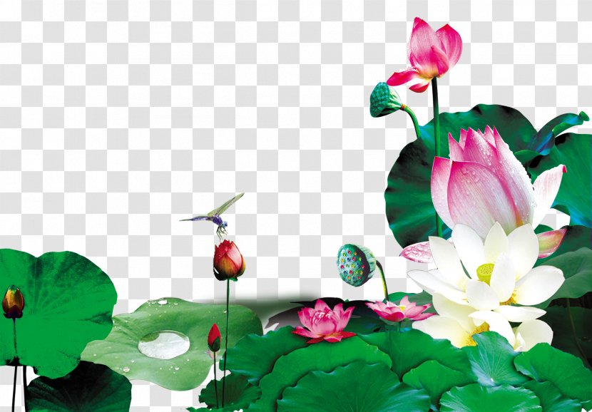 Xiazhi Leaf - Flower - Blooming Lotus Dragonfly Decoration Background Transparent PNG
