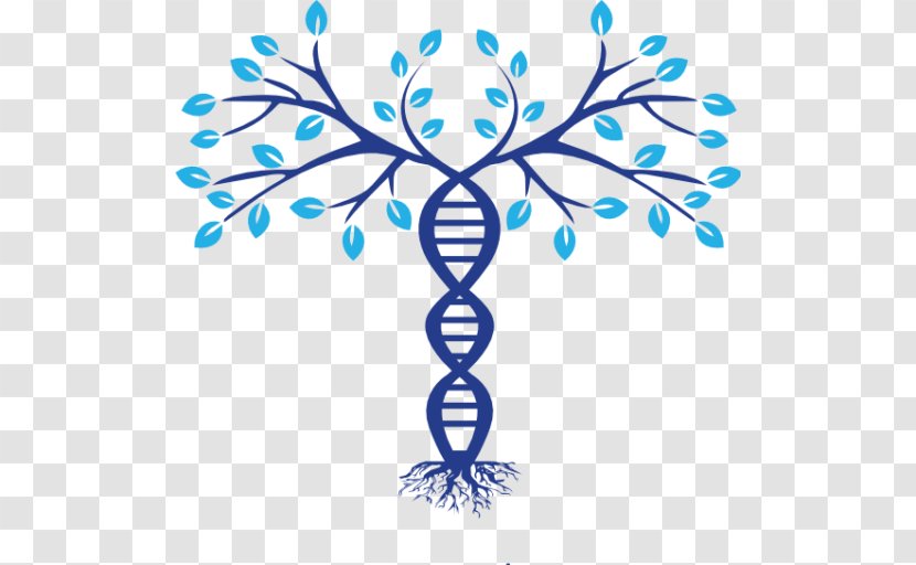 Family Tree DNA Genealogy Phylogenetic - Artwork - Symbol Transparent PNG