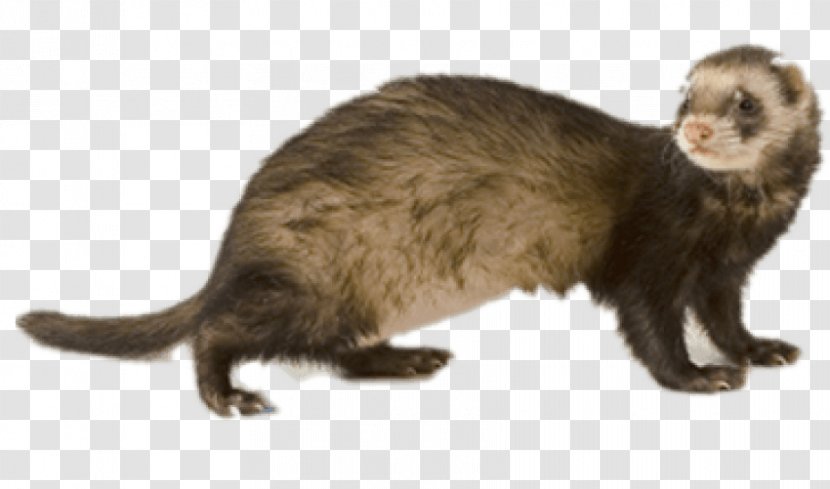 The Ferret Cat Image - Terrestrial Animal Transparent PNG