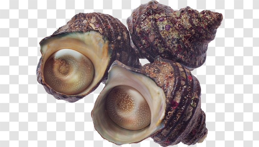 Cockle Sea Snail Seashell Conchology - Baltic Clam Transparent PNG