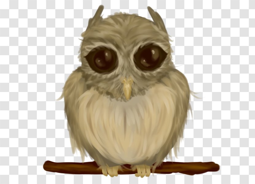 Bird Of Prey Owl Beak Snout - Animal - Watercolor Transparent PNG
