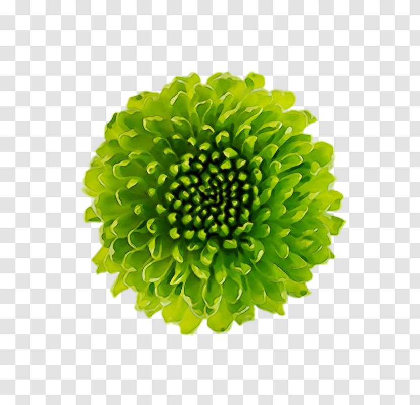 Translation Lighthouse English Image Flower - Pollen - Professional Transparent PNG