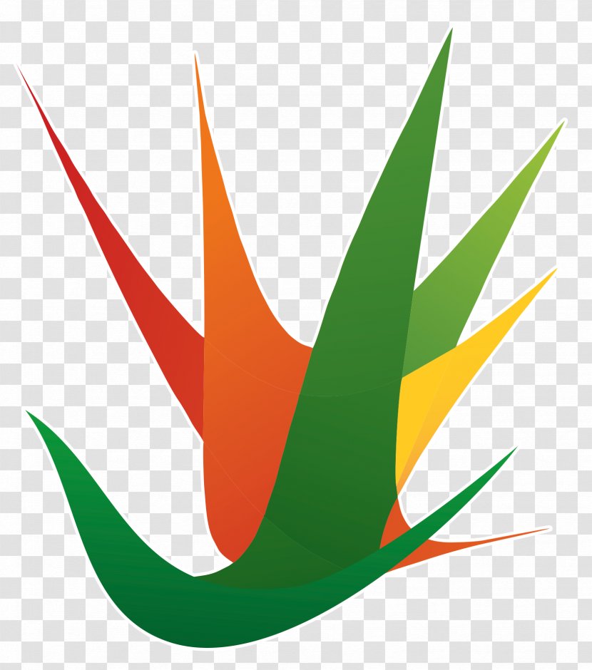 JUAN FERNANDEZ ALBARRAN Football Olympic Games Copyright Clip Art - Grass - Green Transparent PNG