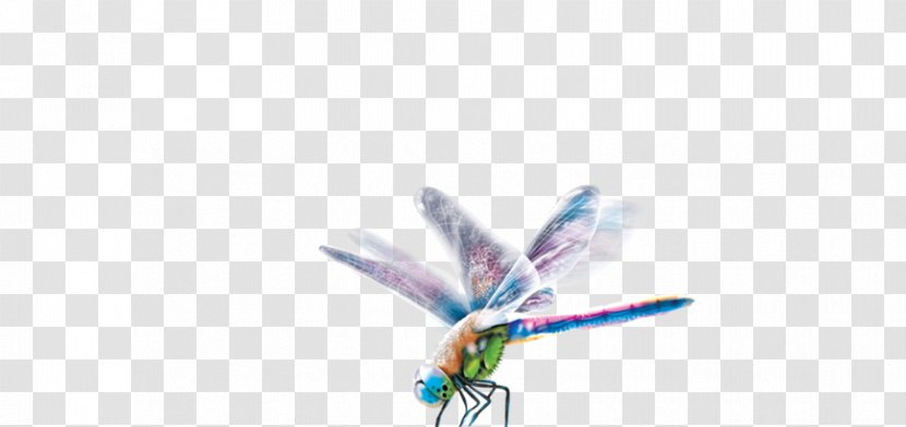 Dragonfly Insect Desktop Wallpaper Close-up Pollinator - Invertebrate - Eye Catchy Transparent PNG