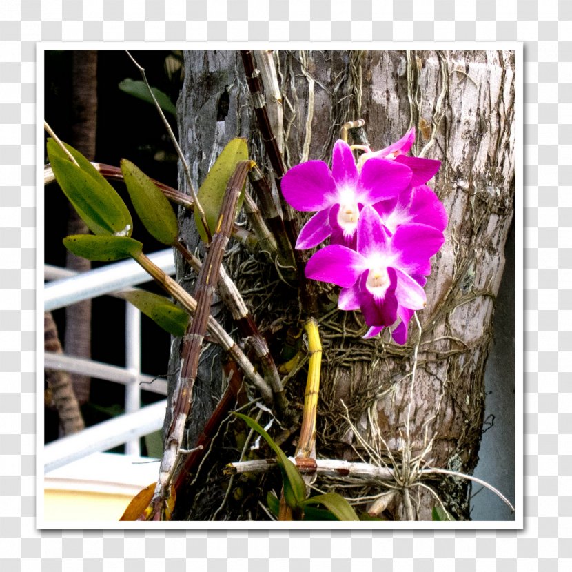 Dendrobium Cattleya Orchids Flora Moth Violet - Flowering Plant Transparent PNG