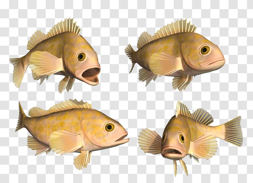 Bony Fishes Deep Sea Fish Hagfish - Saltwater Transparent PNG
