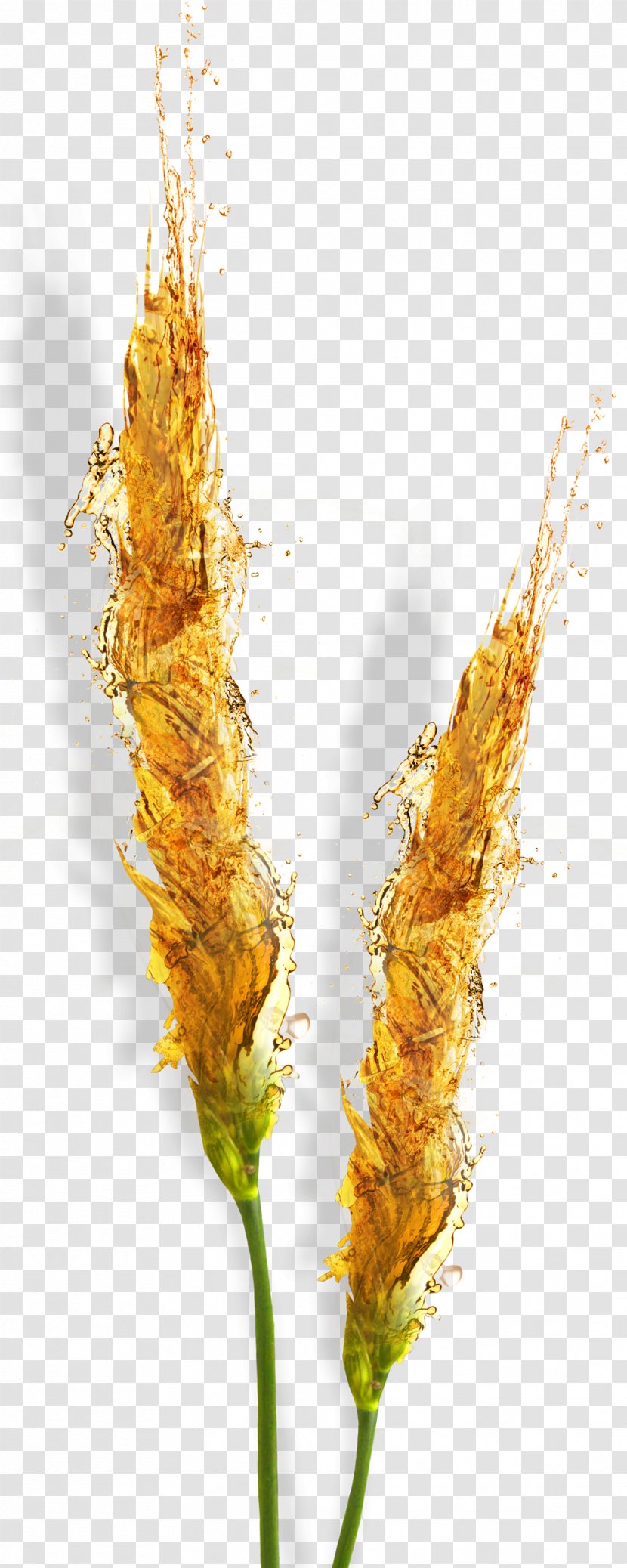 Wheat Beer Oktoberfest - Plant Transparent PNG