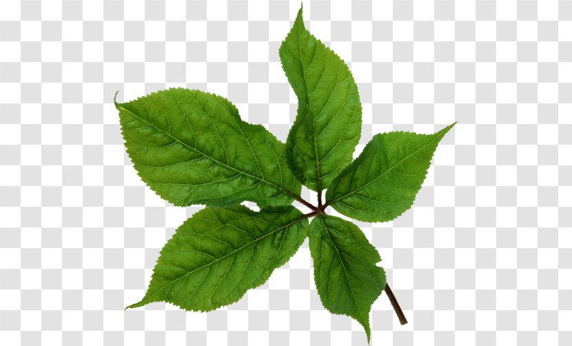 Leaf Plant Stem Photoshop Plugin Transparent PNG