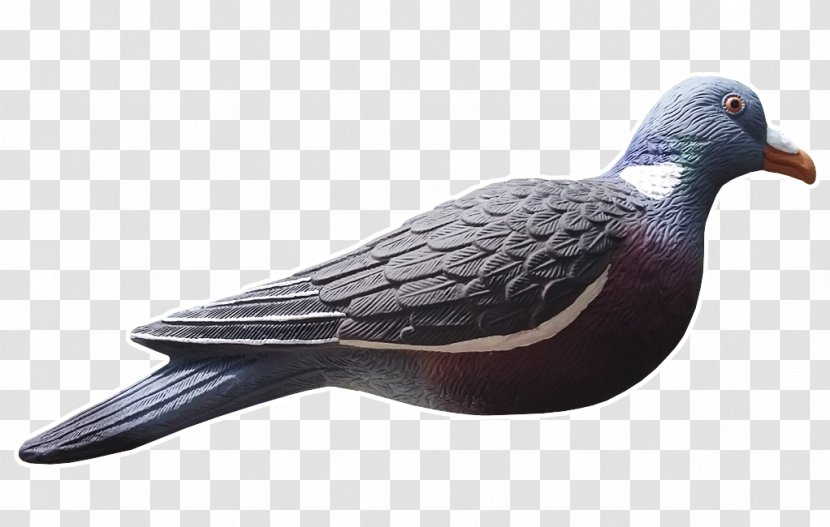 Columbidae Common Wood Pigeon Decoy Hunting Appelant - Fauna - Hand Painted Planet Transparent PNG