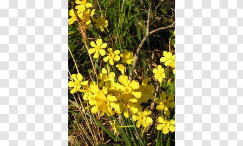 Rapeseed Brassica Rapa Flora Mustard Plant - Grass Transparent PNG