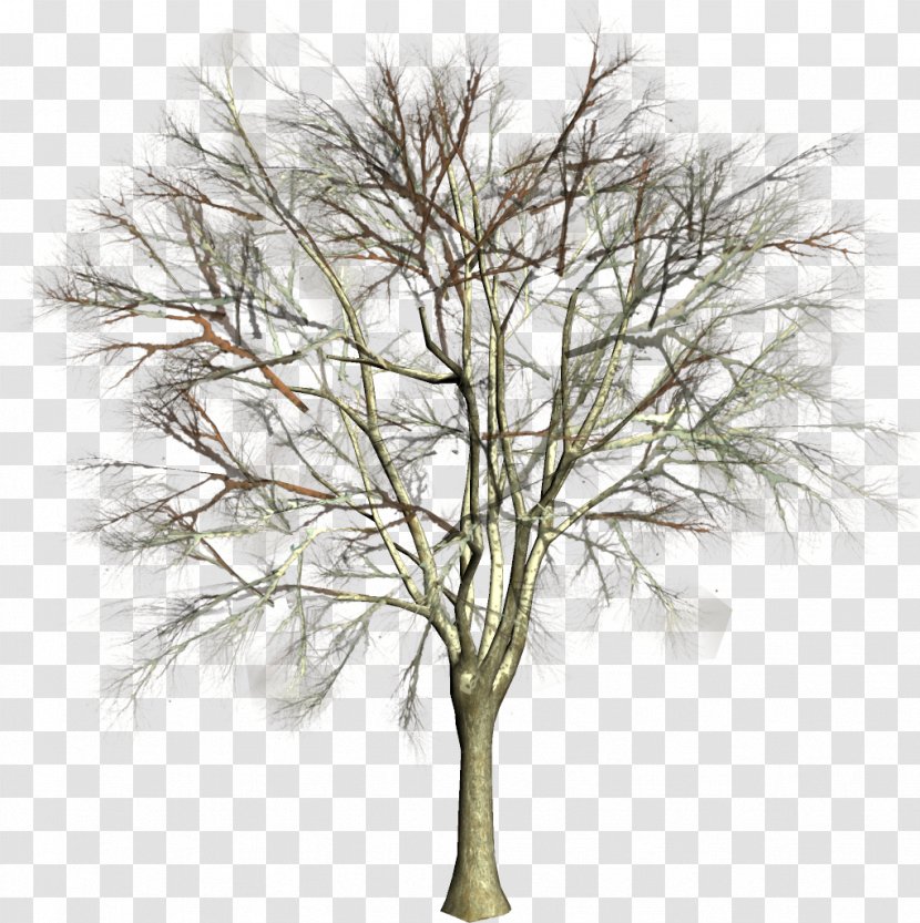 Tree Twig Clip Art Conifers - Plant Stem Transparent PNG