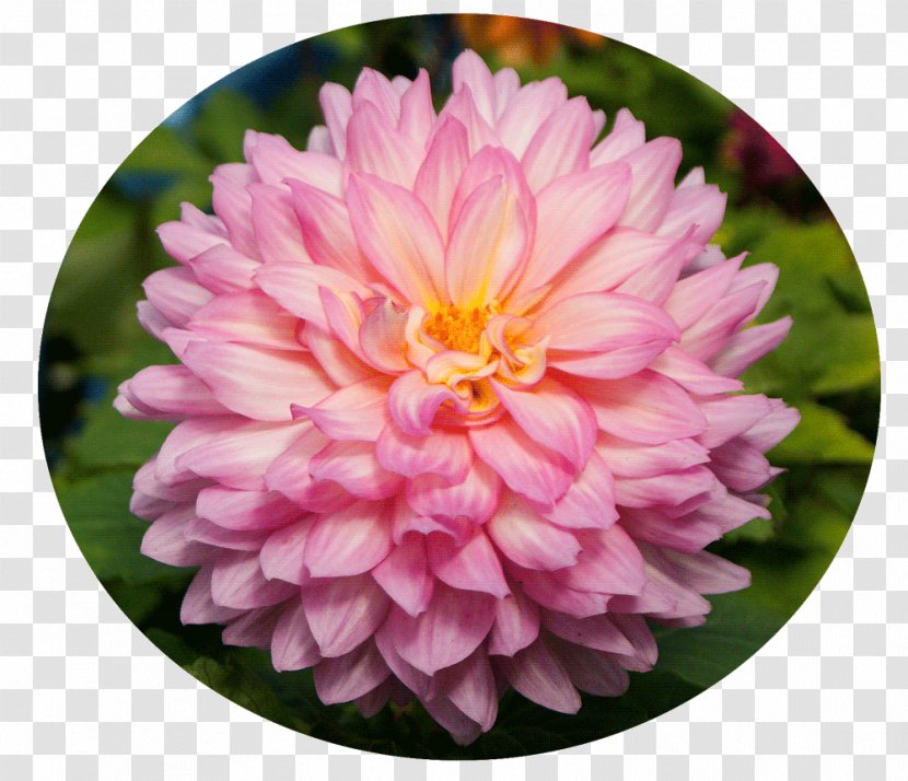 Dahlia Kesäkukka Garden Annual Plant Vegetable Dish - Chrysanthemum Transparent PNG