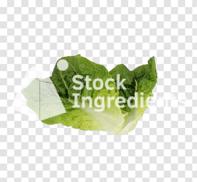 Romaine Lettuce Spring Greens Leaf Vegetable Plastic Transparent PNG
