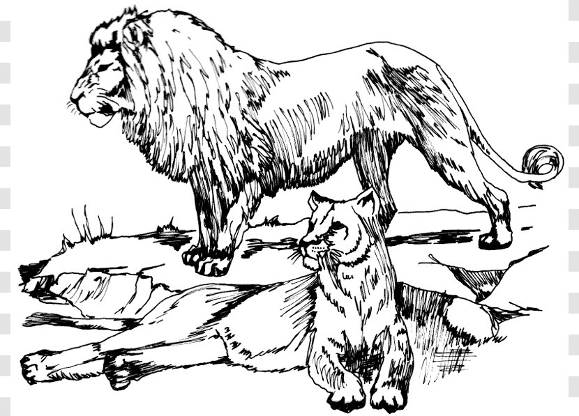 Lion Tiger Big Cat Clip Art - Like Mammal - Lioness Cliparts Transparent PNG