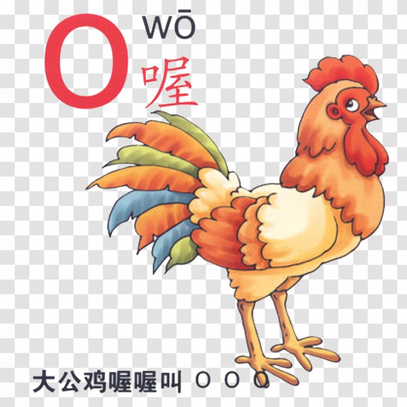 Rooster Pinyin Cartoon Illustration - Chinese - Phonetic Alphabet O Transparent PNG