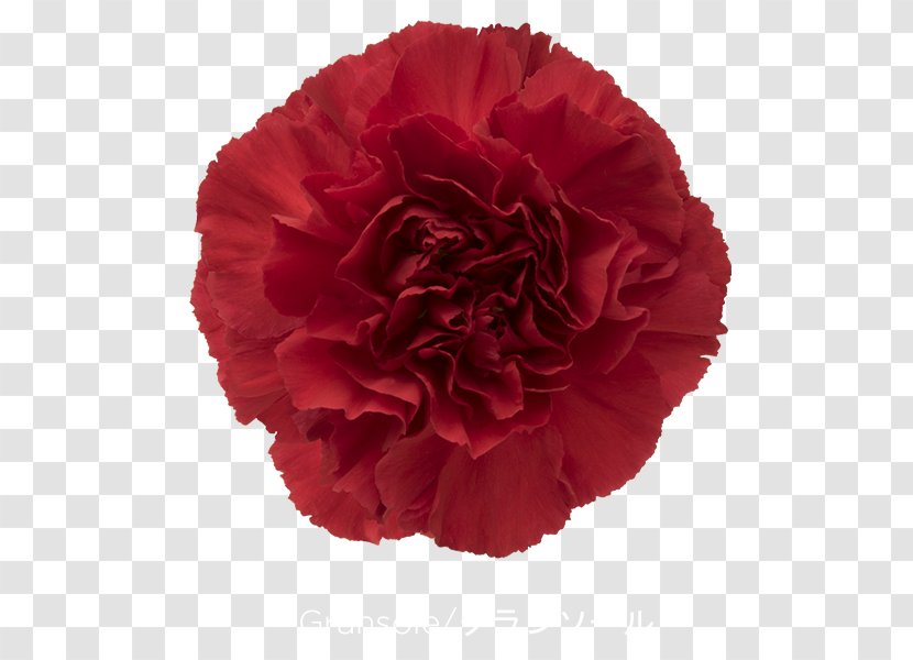 Carnation Cut Flowers Rose Red - Green - CARNATION Transparent PNG