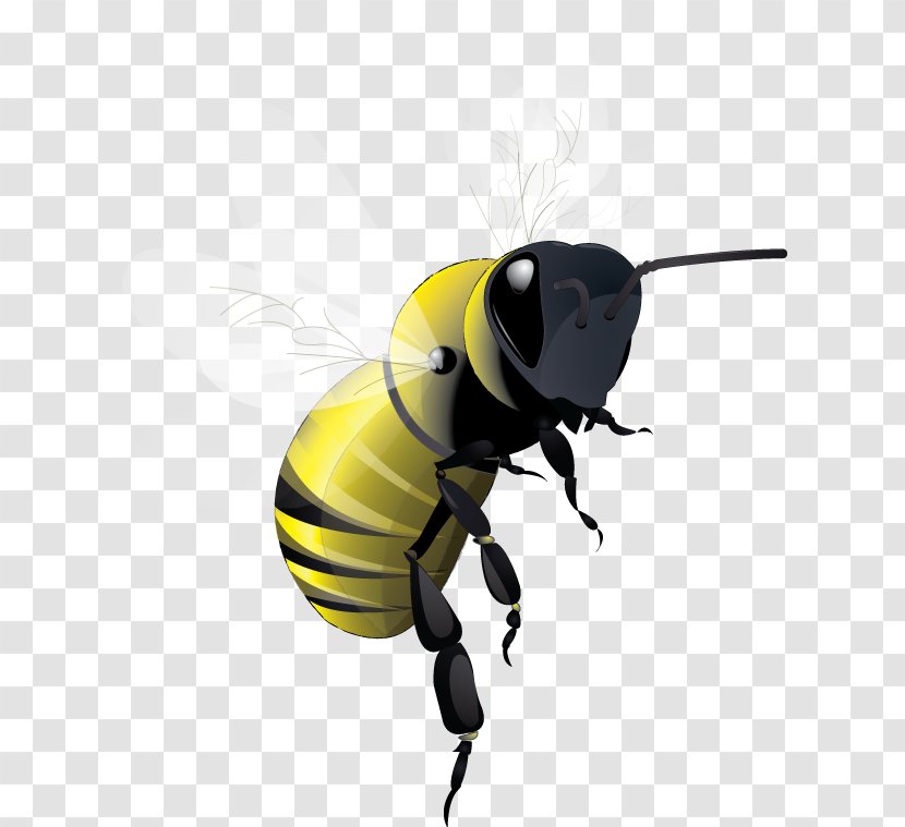 Honey Bee - Pest - Flying Transparent PNG