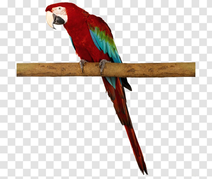 Amazon Parrot Bird Macaw - Redandgreen Transparent PNG