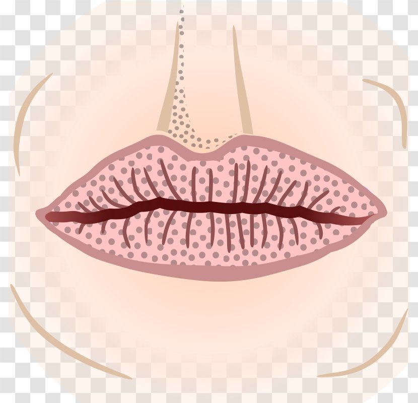 Mouth Face Lip - Human Transparent PNG