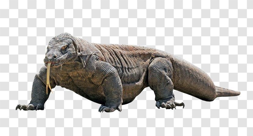 Komodo Dragon Lizard Image Transparent PNG