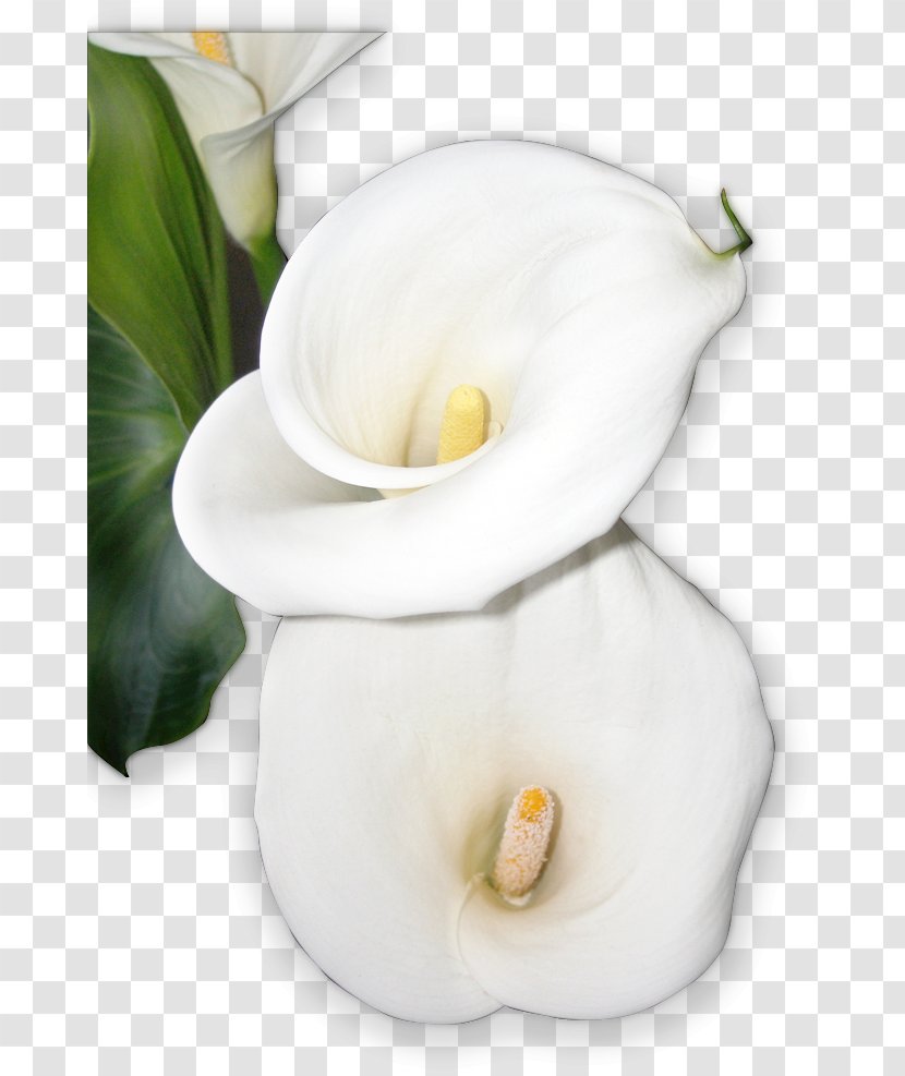 Flower Dahlia Floral & Event Design Arum-lily Lilium Arum Lilies - Plant - Ceremony Transparent PNG