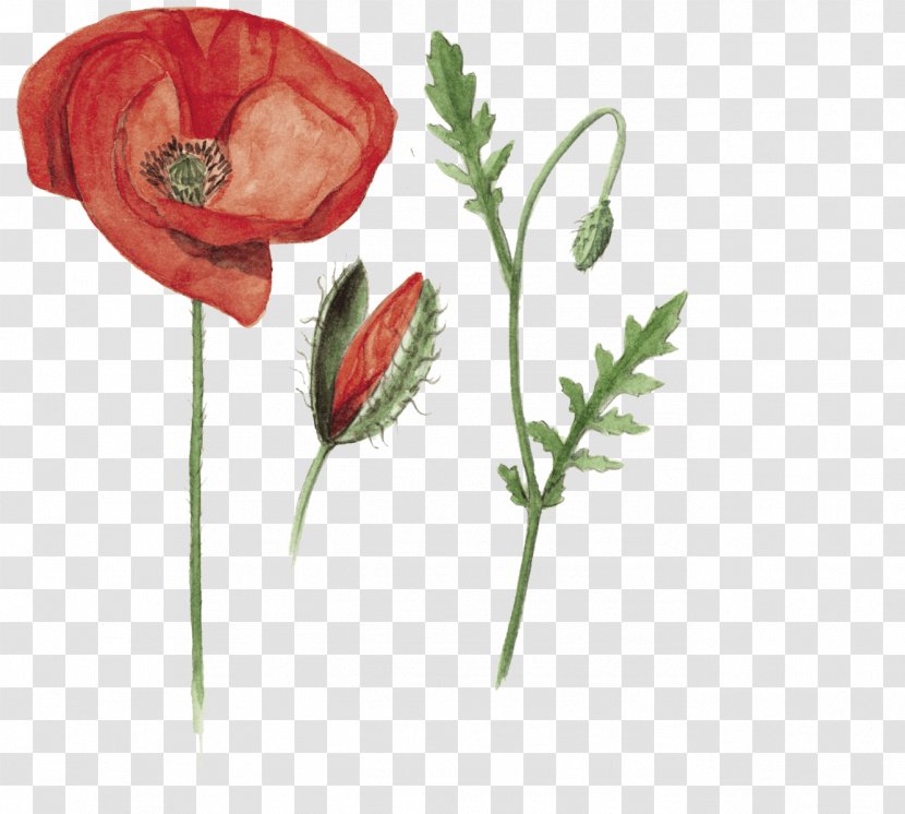 Garden Roses Common Poppy Flower Drawing Transparent PNG