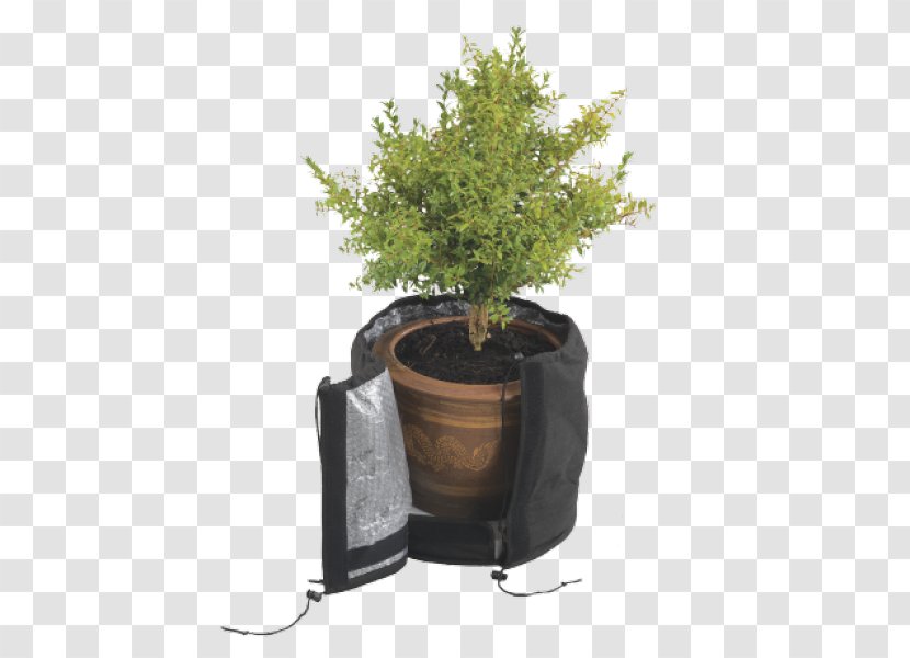 Flowerpot Tree Houseplant Herb Transparent PNG