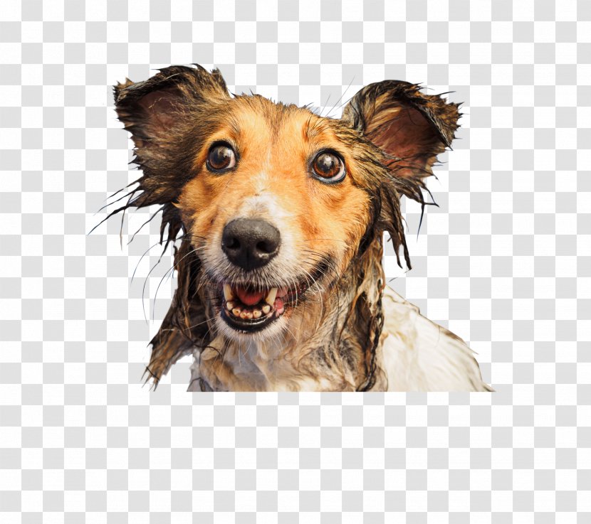 Dog Breed Golden Retriever Puppy Pug Companion Transparent PNG