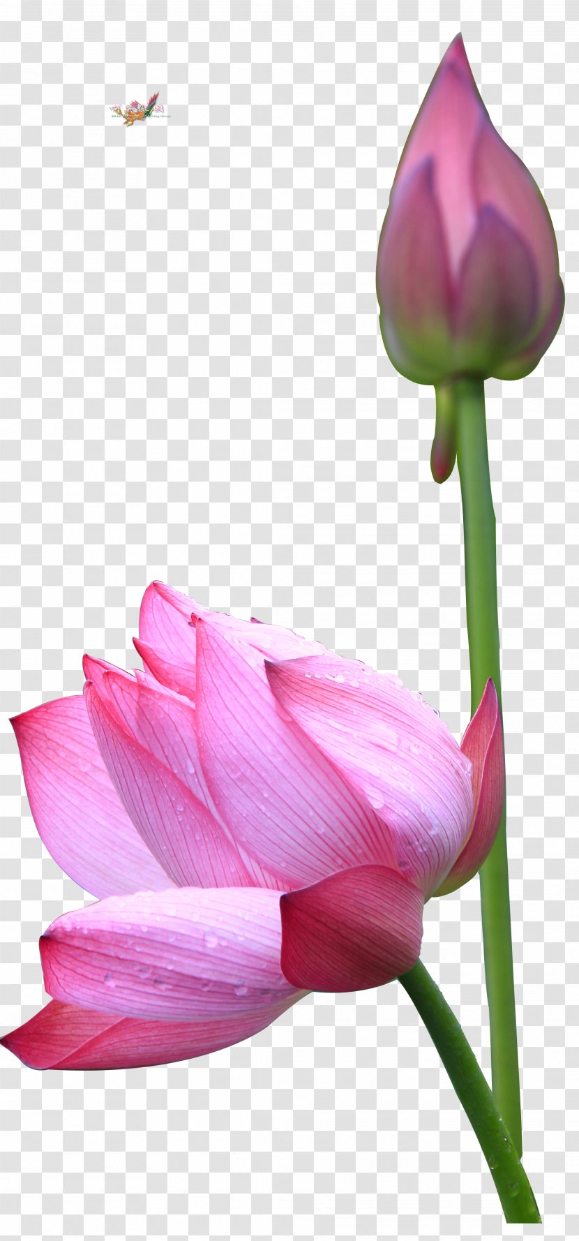 Sacred Lotus Photography Image Close-up - 1000000 - Beautiful Flower Transparent PNG