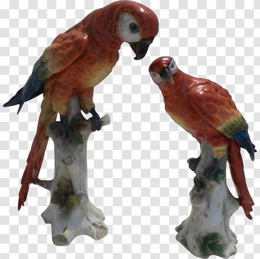 Parrot Bird Macaw Beak Pet Transparent PNG