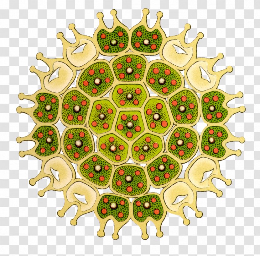 Art Forms In Nature The British Desmidieae Green Algae Drawing - Shells Transparent PNG