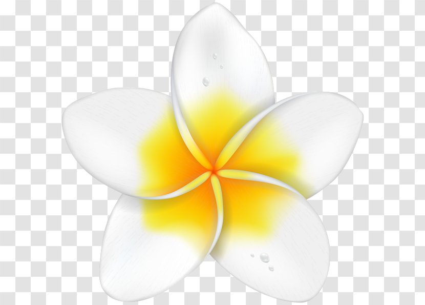 Clip Art Image Drawing - Painting - Exotic Plumeria Tampa Transparent PNG