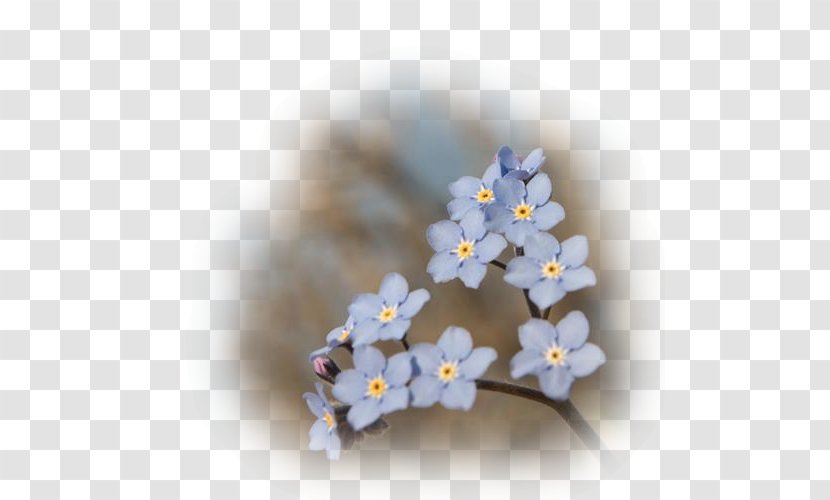 Scorpion Grasses Blue Flower Petal - Tarnetgaronne - Net Transparent PNG