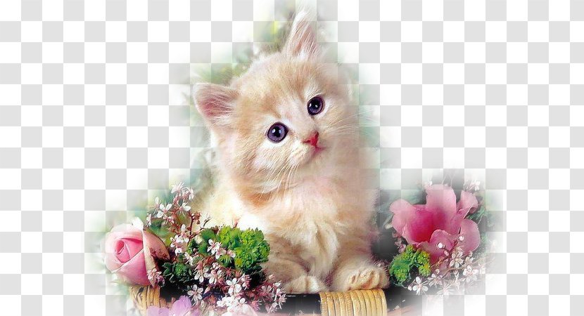 Kitten Persian Cat Dog Puppy Flower - Mammal Transparent PNG
