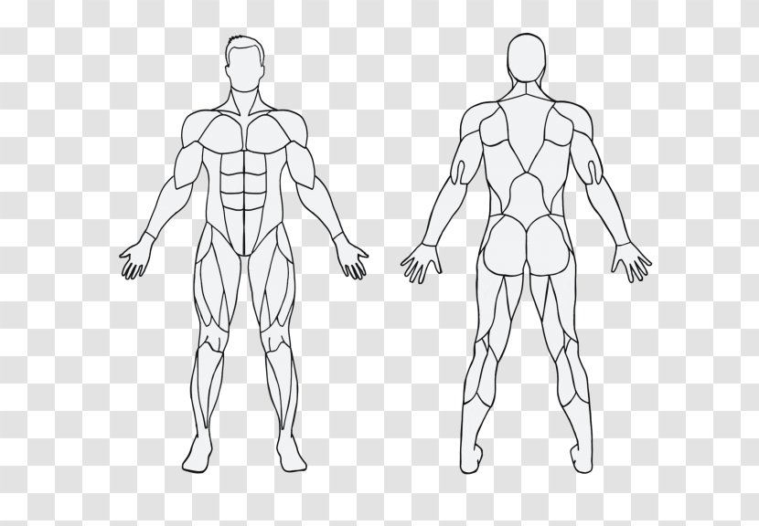 Muscle Exercise Human Body Calorie Physical Fitness - Frame - Tree Transparent PNG