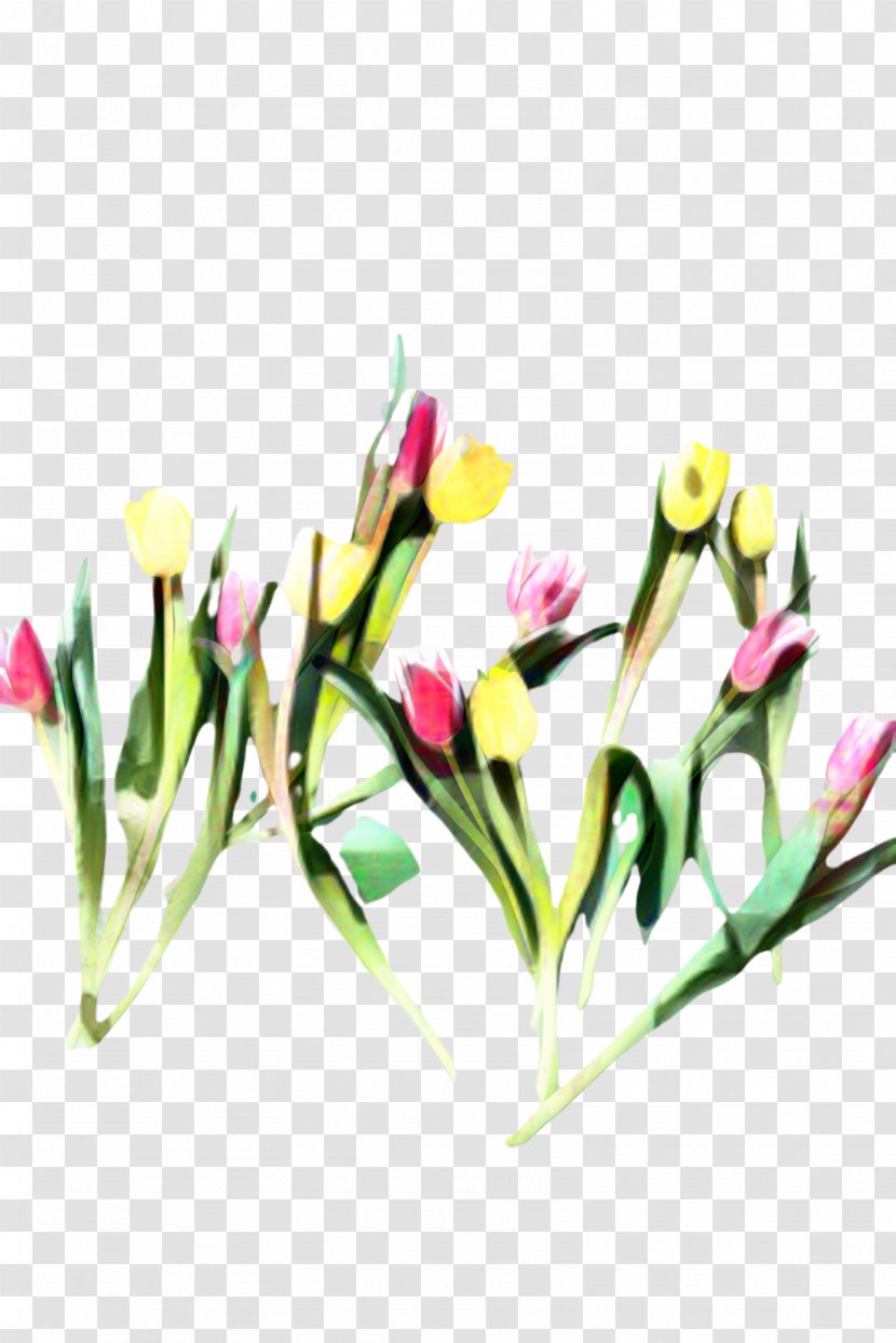 Floral Flower Background - Tulip - Crocus Lady Transparent PNG