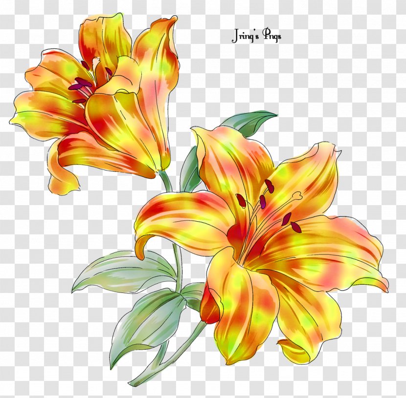 Flower Lily Floral Design Fleur-de-lis Transparent PNG