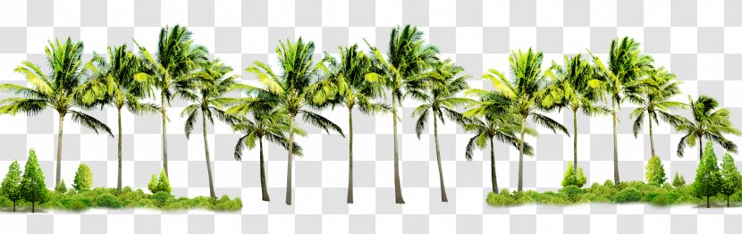Poster Flyer Graphic Design - Coconut Tree Transparent PNG