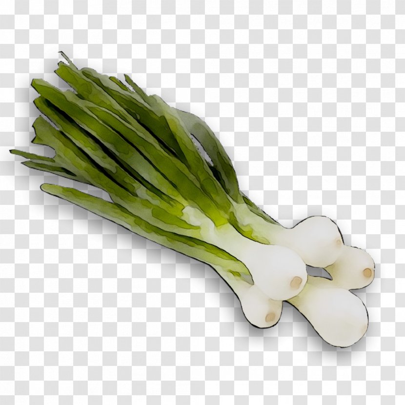 Welsh Onion Leek Scallion Asparagus Plant Stem - Onions - Plants Transparent PNG