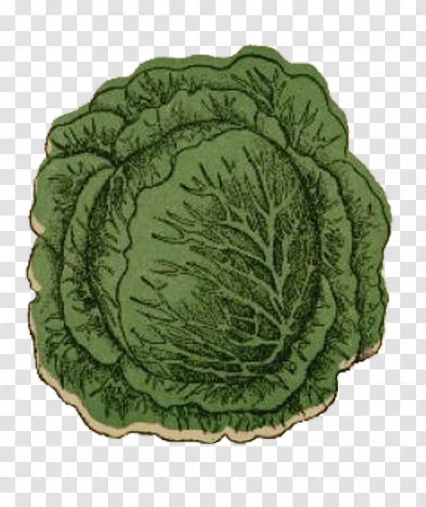 Savoy Cabbage Leaf Vegetable Transparent PNG