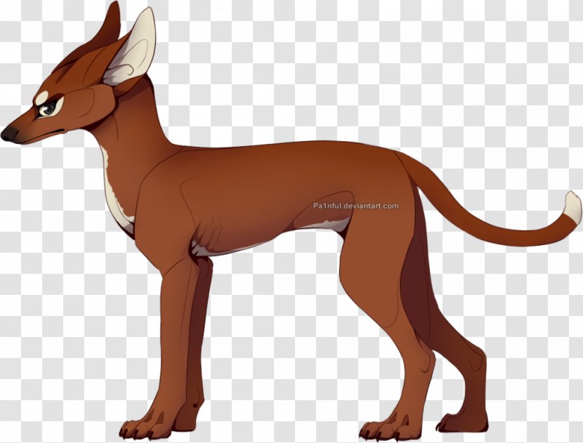 Pharaoh Hound Dog Breed Italian Greyhound Ibizan Dachshund - Animal Transparent PNG